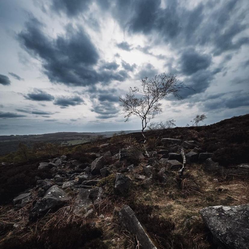 Dramatic clouds looking as they are surrounding the branches of the tree